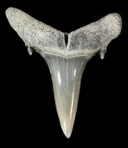 Fossil Sand Shark (Odontaspis) Tooth - Lee Creek, NC #47682